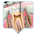 endodonzia